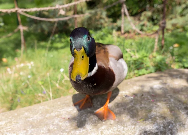 Close Photo Mallard Duck Offspring — Stock Photo, Image