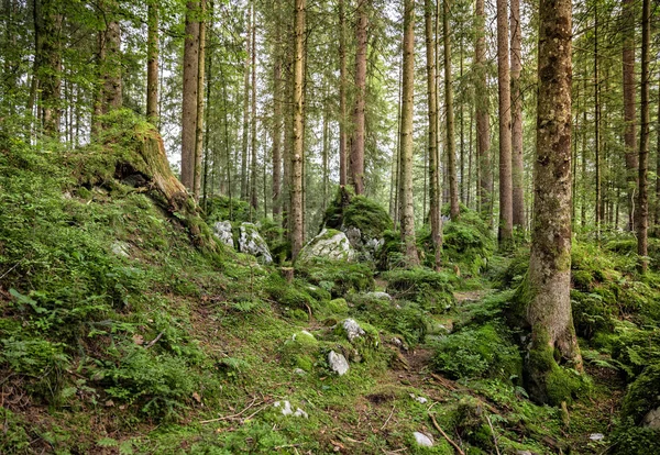 Waldsee Hintersee Bayern — Stockfoto
