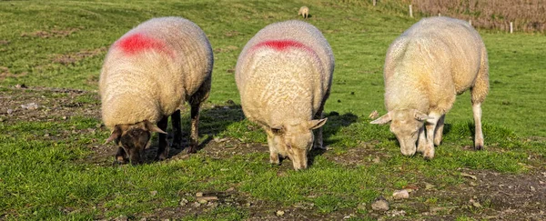Sheep On A Pasture In Early Spring