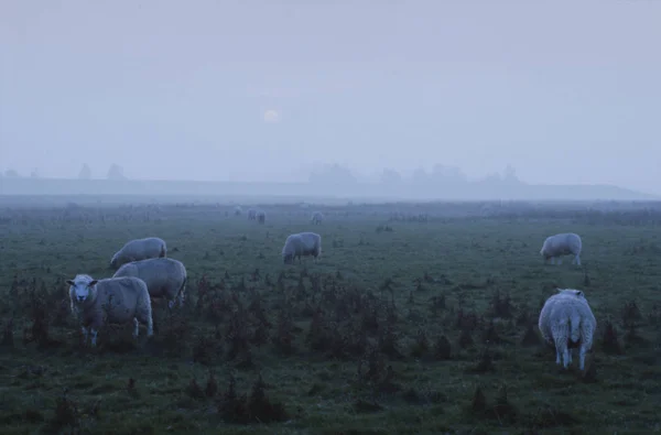 羊在牧场里早春 — 图库照片