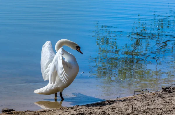 Cigno Bianco Sullo Sfondo Del Mar Baltico — Foto Stock