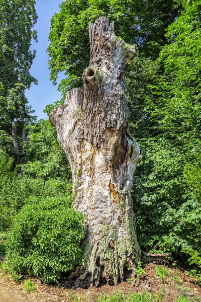 Gros Plan Tronc Arbre Bois Vert — Photo