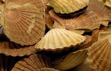 shellfishes yakın çekim fotoğraf
