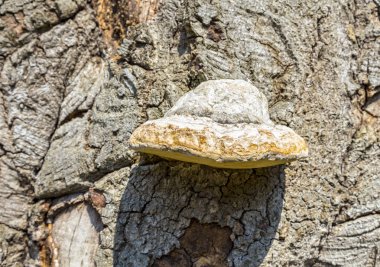 ağaç arka plan üzerinde yabani mantar mantar Close-Up