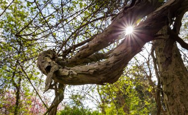 Yakın çekim, ağaç gövde yeşil ahşap