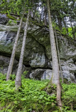 Güzel yeşil Forrest. Renk vurdu