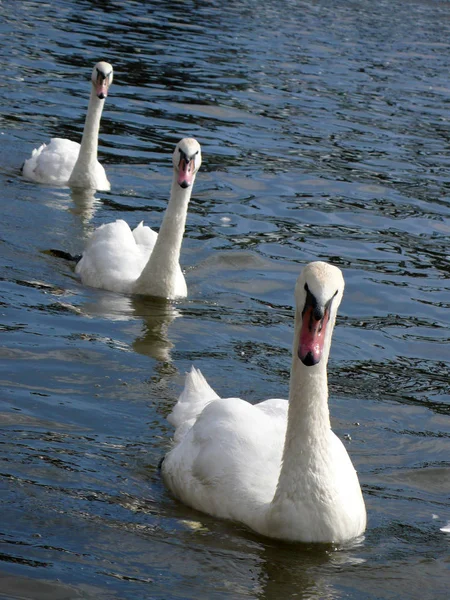 Foto Cerca Cisnes Lindos Sobre Fondo Agua Limpia —  Fotos de Stock