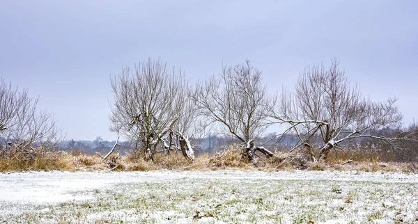 白雪覆盖的草地上的树木在冬日里风景如画的景色 — 图库照片