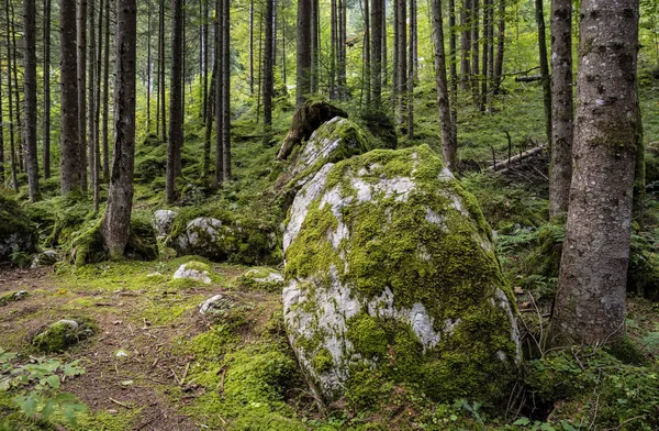 Waldsee Hintersee Bayern — Stockfoto
