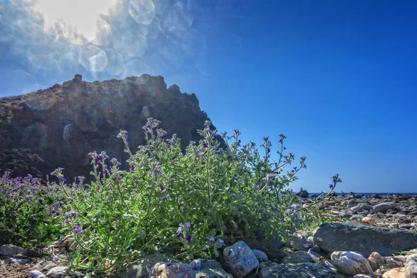 Blommor Bergssidan Närbild Skott — Stockfoto