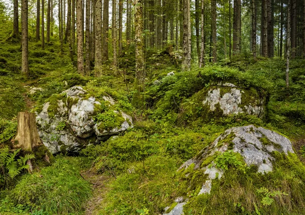 Waldsee Hintersee Bayern — Stockfoto