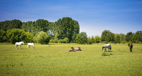 緑の草原の美しい馬のクローズ アップ — ストック写真