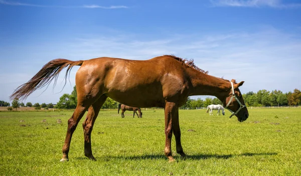Lähikuva Kaunis Hevonen Vihreällä Niityllä — kuvapankkivalokuva