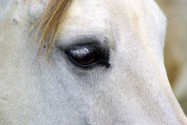 Close Beautiful White Horse — Stock Photo, Image