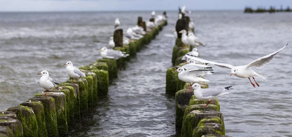 Baltic Sea with European herring gulls at sea harbor