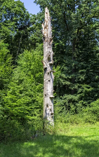 Nahaufnahme Von Baumstamm Grünem Holz — Stockfoto
