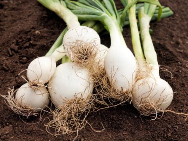 yakın çekim yeşil organik soğan sağlıklı yemek vitamin dolu