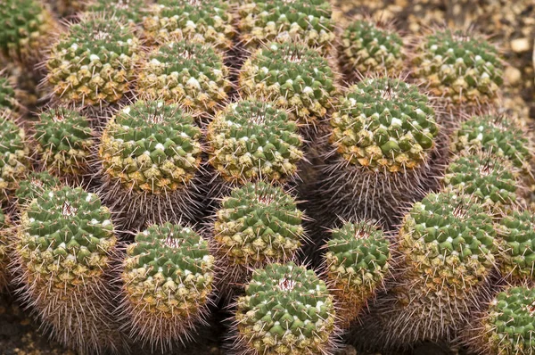 Madre Cientos Mammillaria Compressa México — Foto de Stock