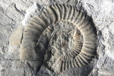 Kireç taşı içinde taşlaşmış fosil yakın atış