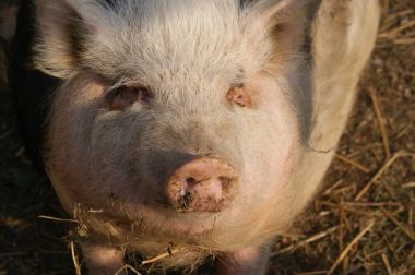 sevimli küçük domuz çiftliğinde Close-Up