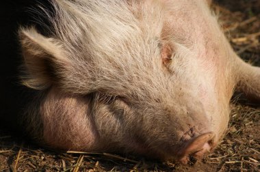 sevimli küçük domuz çiftliğinde Close-Up
