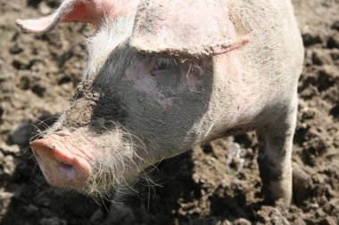 küçük domuz çiftliğinde yakın çekim fotoğraf