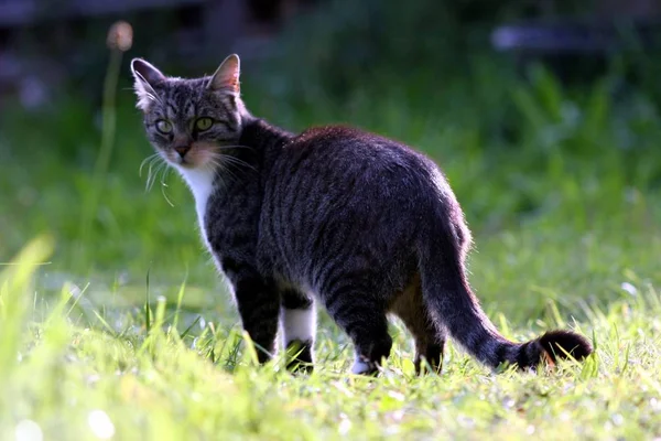 驚くほどの小さな猫をクローズ アップ — ストック写真