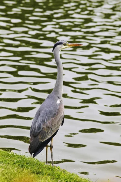 Foto Cerca Garza Gris Ardea Cinerea —  Fotos de Stock