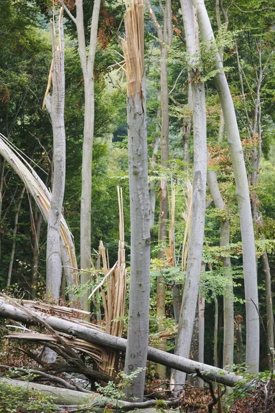 Foto Von Umgestürzten Bäumen Grünen Wald Sonniger Zeit — Stockfoto