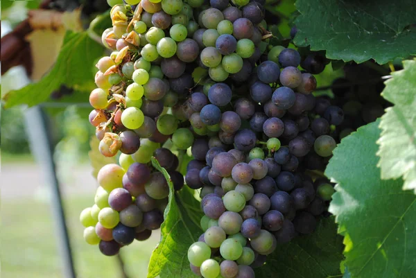 Foto Cerca Frutas Frescas Uvas — Foto de Stock