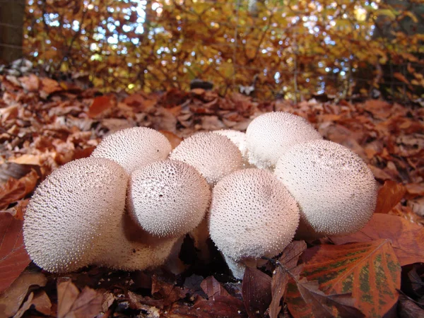 Nahaufnahme Von Wilden Weißen Shimeji Pilzen — Stockfoto