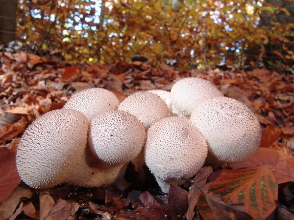 Primo Piano Dei Funghi Bianchi Selvatici Shimeji — Foto Stock