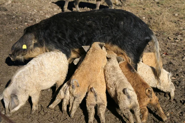 Wollschweine Aus Nächster Nähe Geschossen — Stockfoto