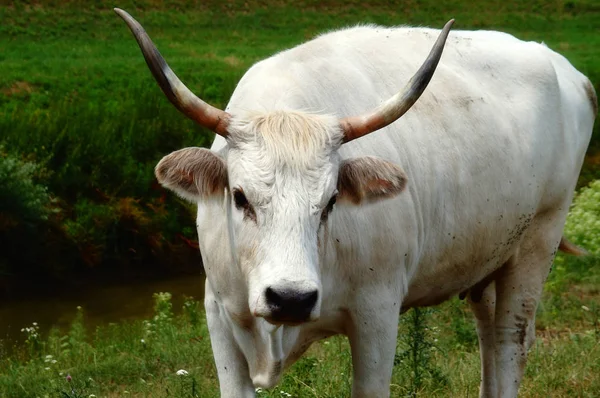 Zbliżenie Ładny Biały Krowy Pole — Zdjęcie stockowe