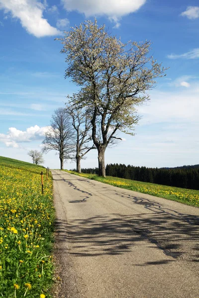 Bäume Wachsen Sonnenlicht Straßenrand Einer Landstraße — Stockfoto