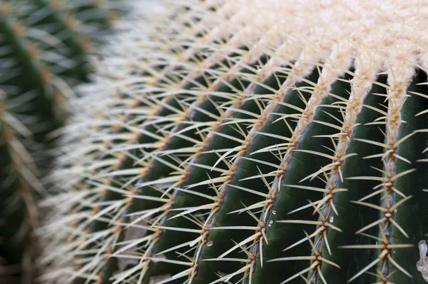 Golden Ball Cactus Echinocactus Grusonii Mexico — Stock Photo, Image