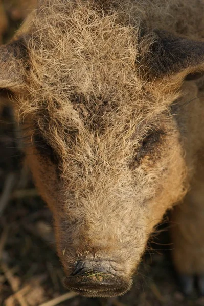 Close Van Schattig Varkentje Boerderij — Stockfoto