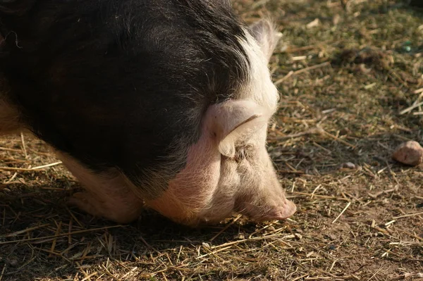 Primer Plano Lindo Cerdito Granja — Foto de Stock