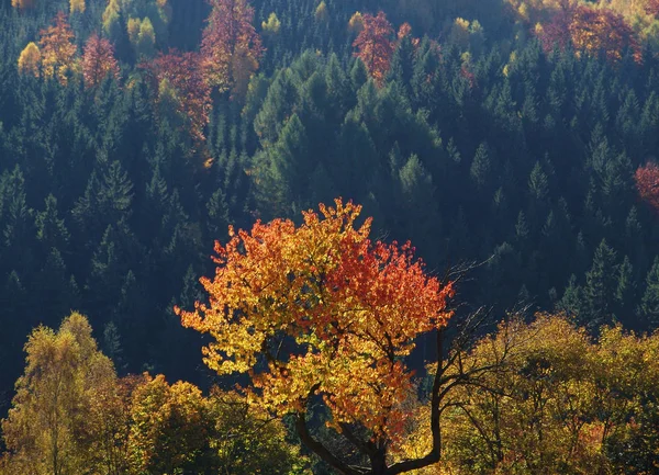 Herbstlich Bemalter Wald Mit Sanftem Sonnenlicht — Stockfoto