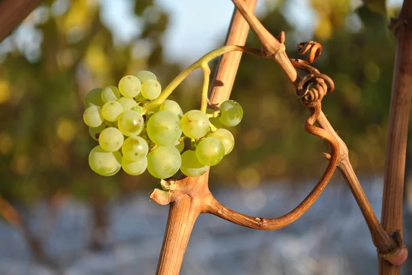 Foto Cerca Frutas Frescas Uvas — Foto de Stock