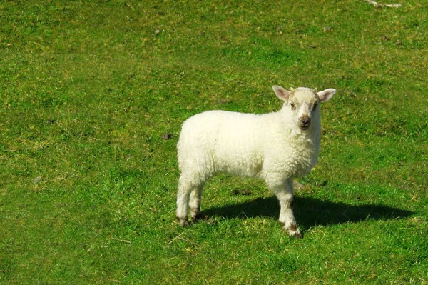 Πρόβατα Κοντινό Πλάνο — Φωτογραφία Αρχείου