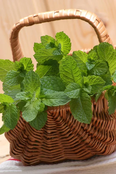 Cesta Mimbre Con Hojas Menta Verde Fresca — Foto de Stock