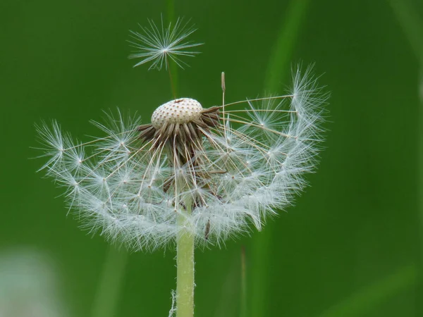 Prairie Avec Des Fleurs Pissenlit Sur Fond Vert — Photo