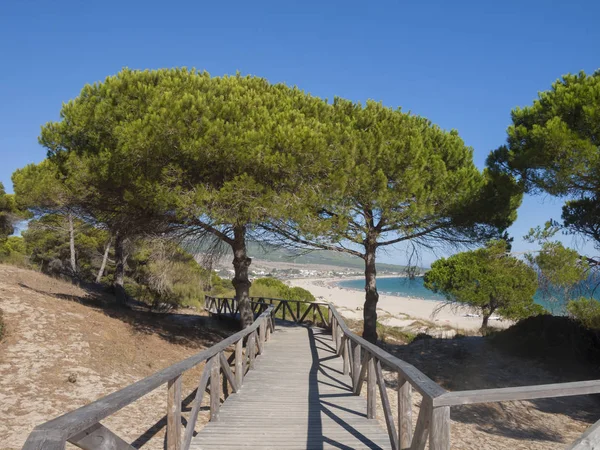 Strand Von Bolonia Tarifa Spanien Costa Luz Mit Kiefer — Stockfoto