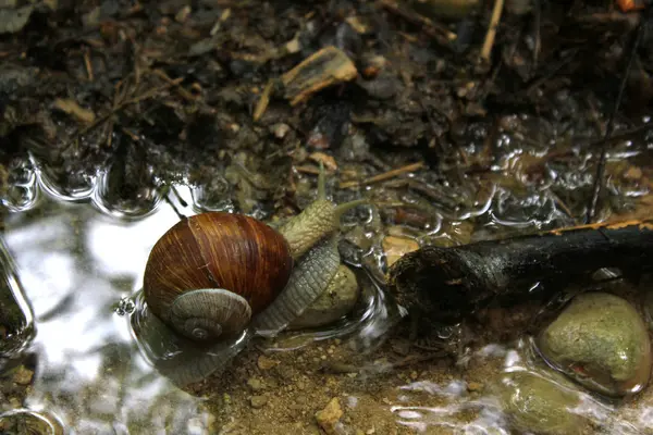 Close Photo Snail Nature — Stock Photo, Image