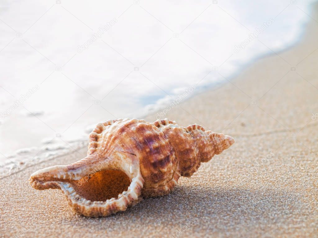 Shell On A Sandy Beach With Blurred Water In The Background