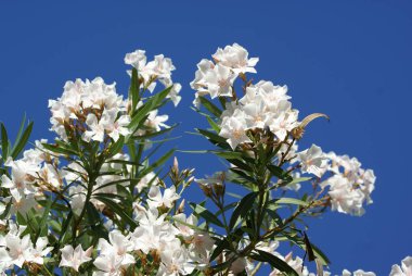 Zakkum bush ile mavi gökyüzü arka plan üzerinde güzel beyaz çiçekler 