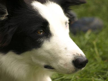 Komik köpek inanılmaz yakın çekim 