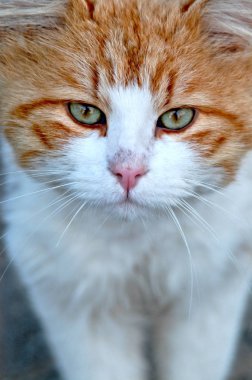 Küçük kedi inanılmaz yakın çekim