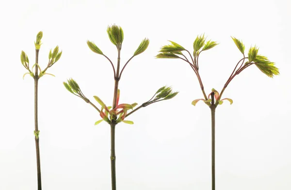 白い背景に分離された新鮮な緑色植物のクローズ アップ写真 — ストック写真